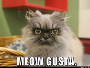 meow_gusta