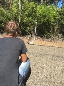 Koala spotted @ Kangaroo Island